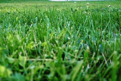 Mowed Grass