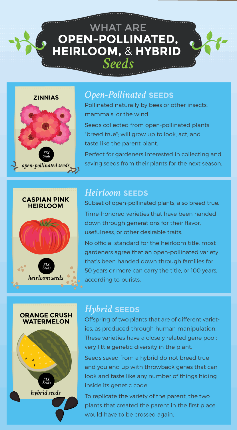 Open-Pollinated, Heirloom, and Hybrid Seeds - Starting Seeds in Winter for a Spring Garden