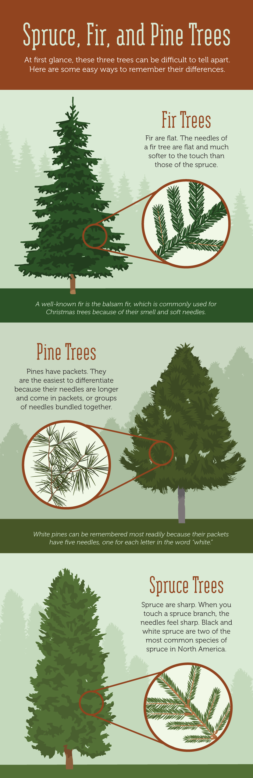 Spruce, Fir, and Pine - Learning to Read the Forest