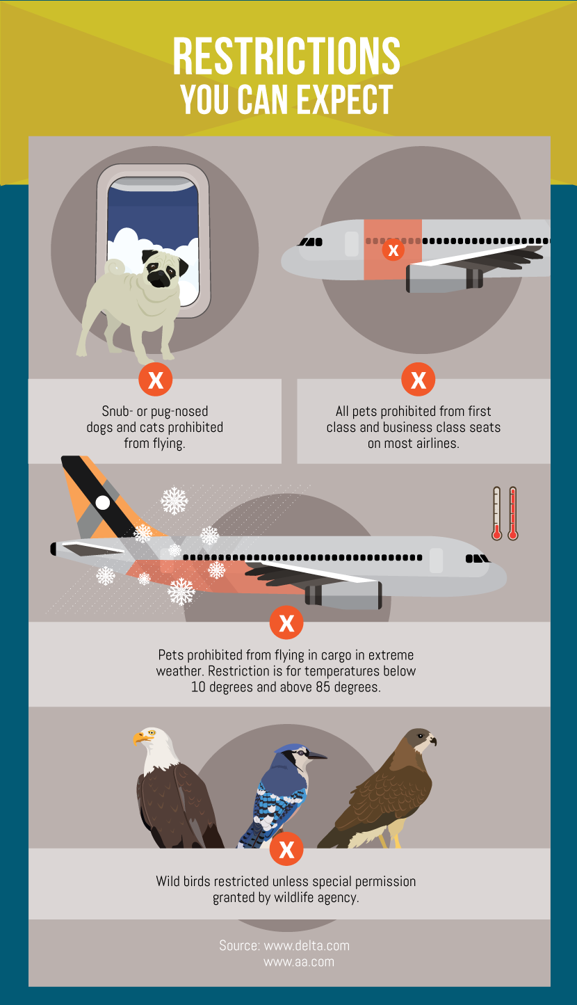 Restrictions to Expect When Flying With Pets - Guide to Flying with Your Pet