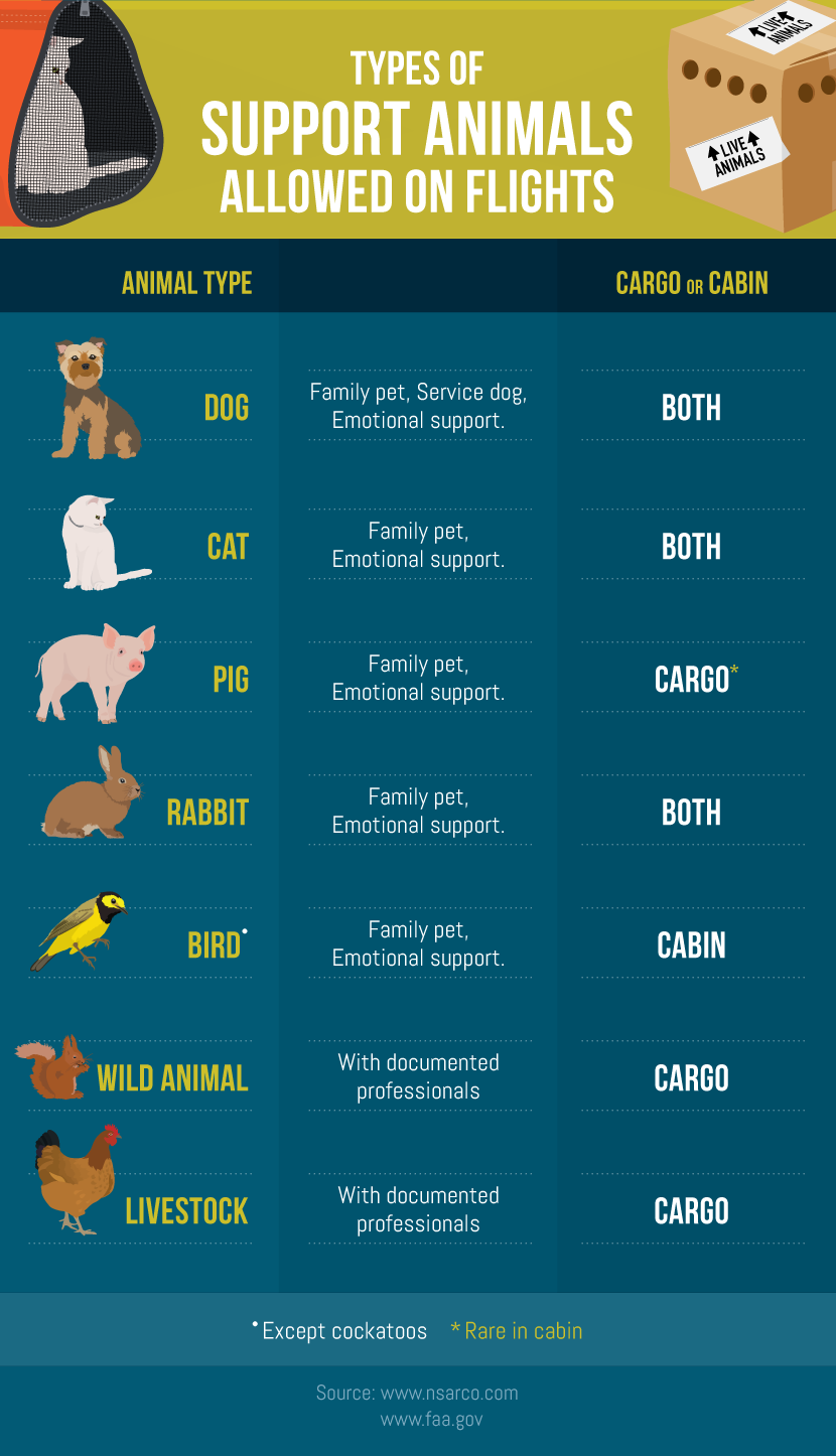 Support Animals Allowed to Fly - Guide to Flying With Your Pet