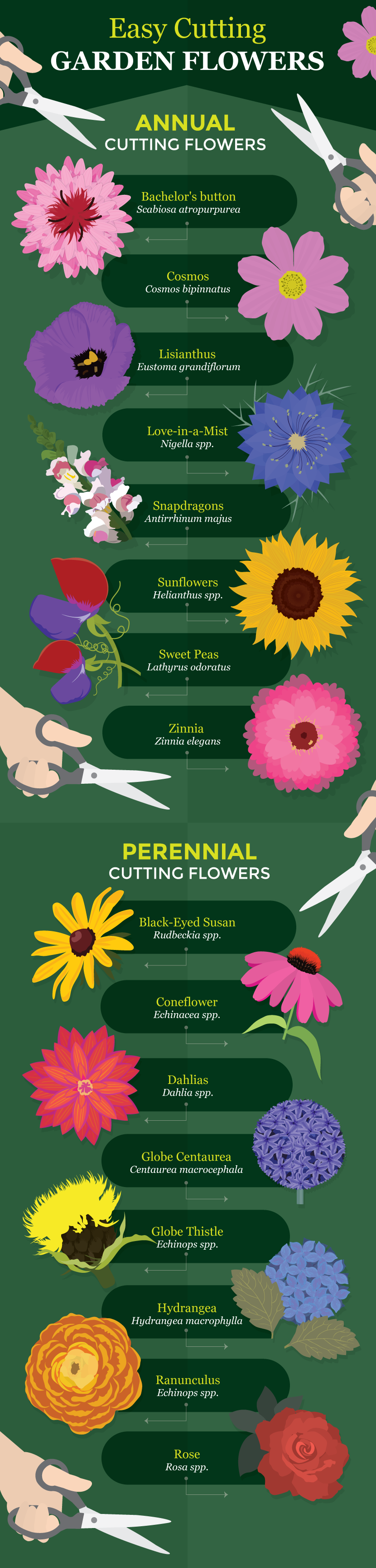 Easy Flowers For Cutting - A Guide to Growing Your Own Cutting Flowers