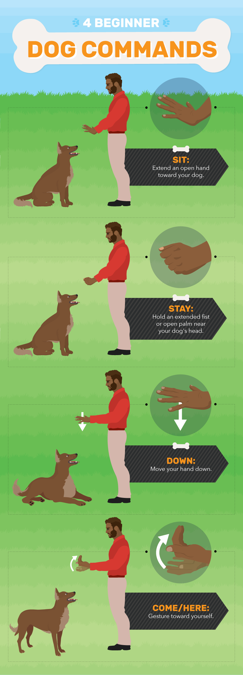 Beginner Dog Commands - Dog Agility Training