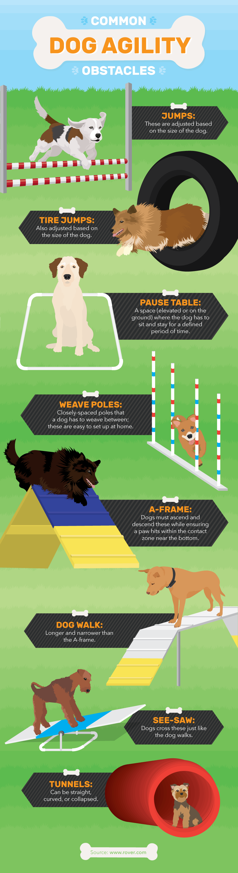 Dog Agility Obstacle Course - Dog Agility Training