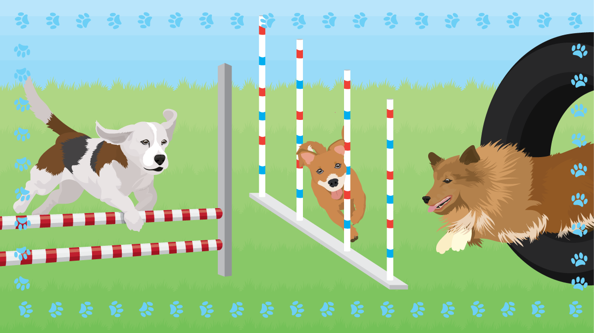 Obstacle Course Training For Your Dog