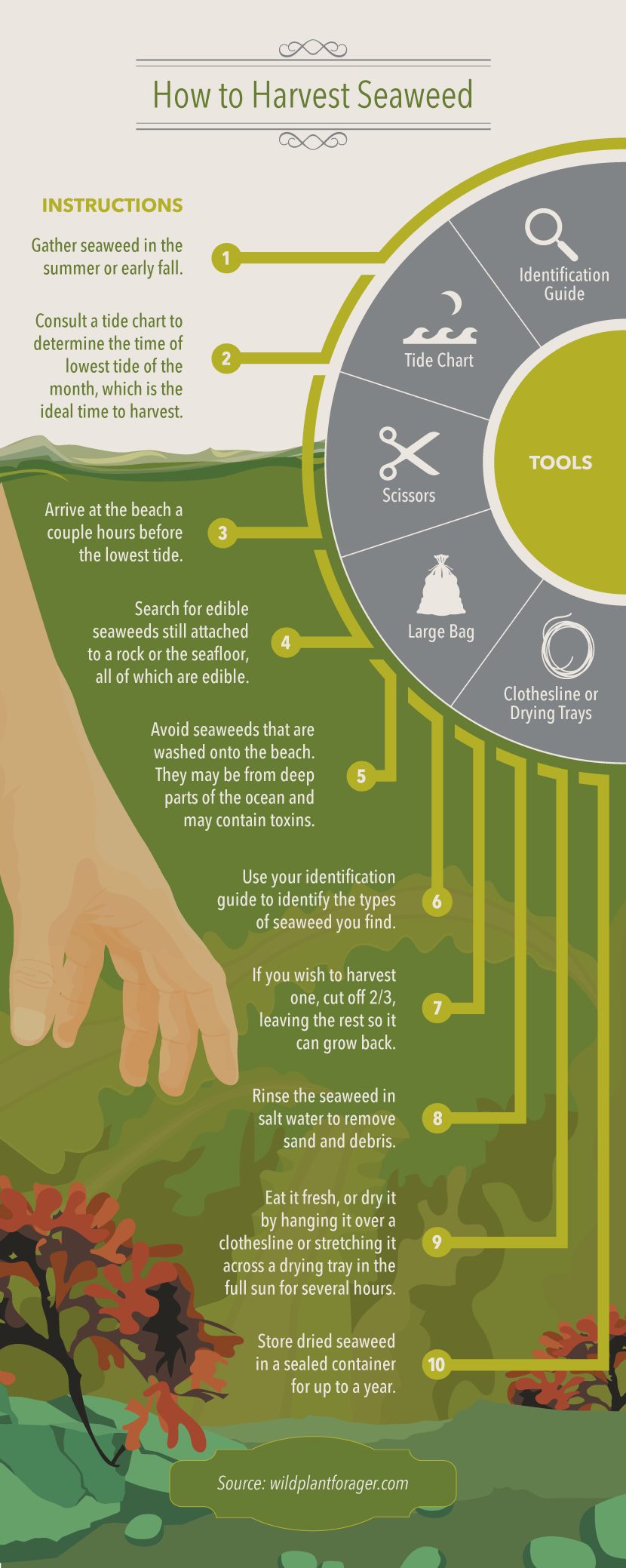 Harvesting Seaweed - A Guide to Eating Seaweed