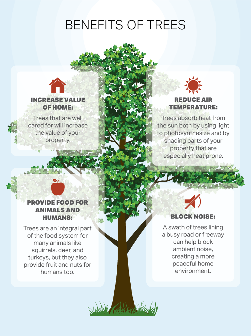 Benefits of Trees - How to Choose a Tree For Your Yard or Garden
