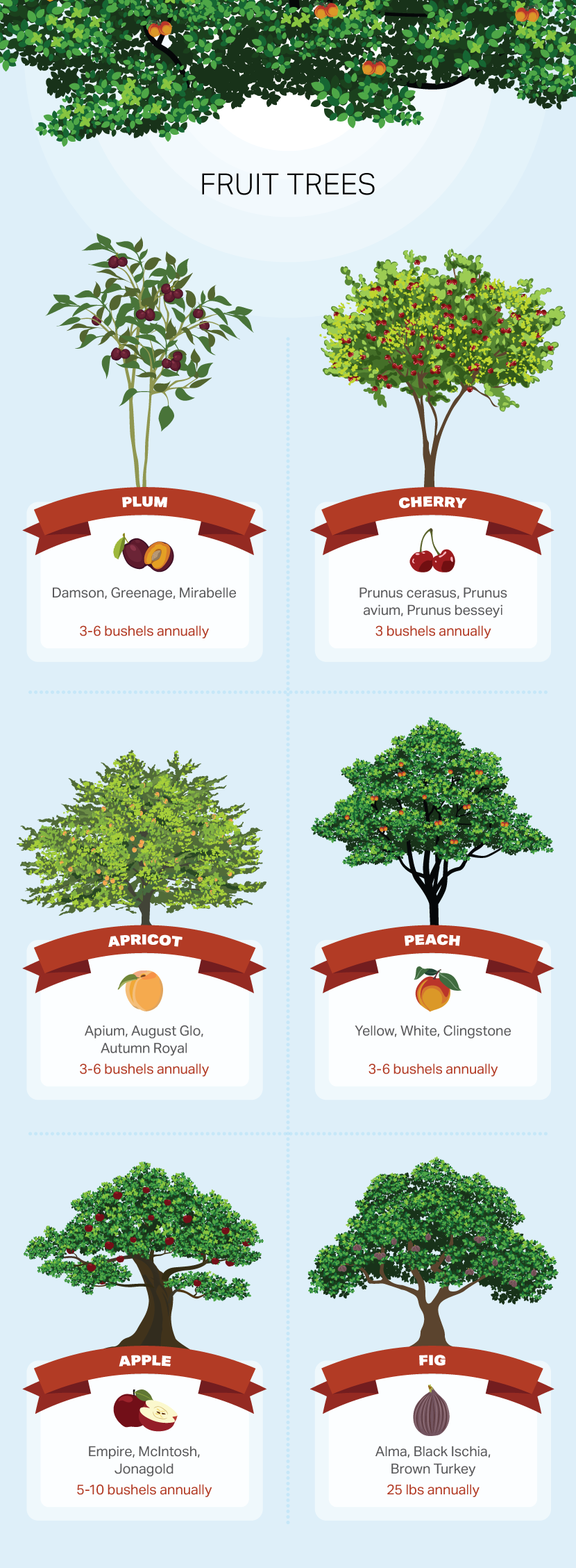Fruit Trees - How to Choose a Tree For Your Yard or Garden