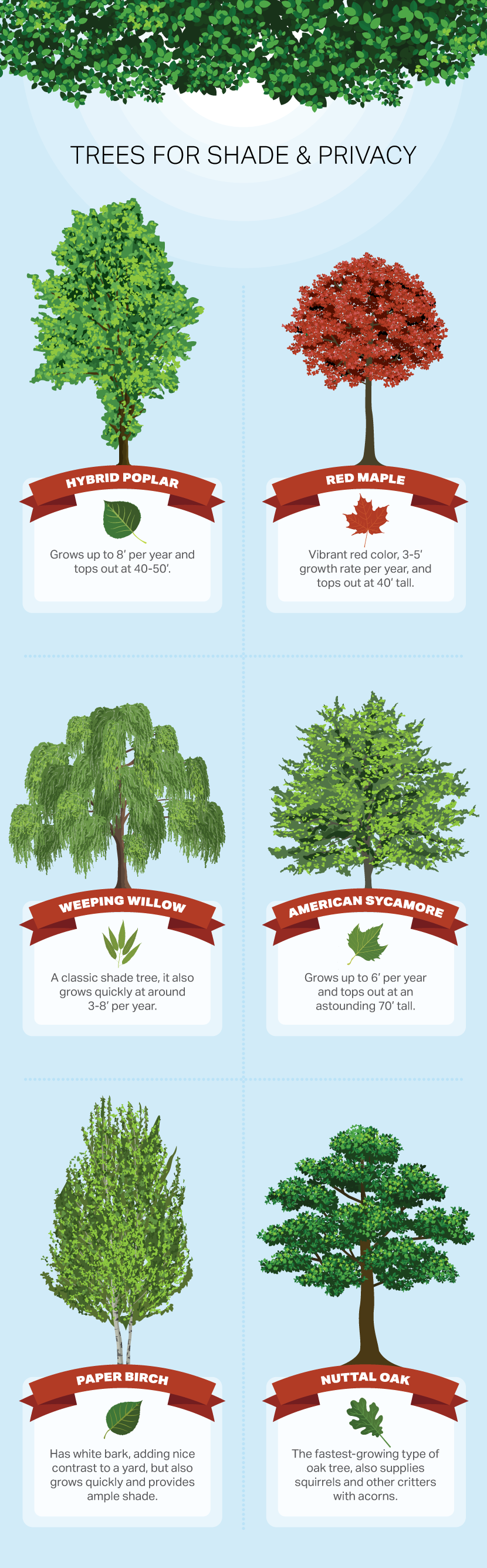 Trees For Shade and Privacy - How to Choose a Tree For Your Yard or Garden