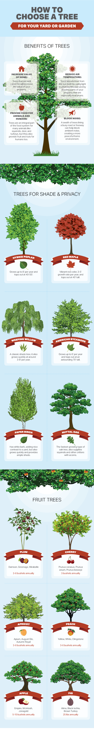 How to Choose a Tree For Your Yard or Garden