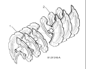 Page A Diagram and Parts List for 1130 SB LS 96193002900 -2008-08 Husqvarna Snow Blower