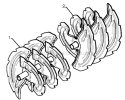 Auger Housing Impeller Diagram and Parts List for 1650EXL 96193008702 - 2012-08 Husqvarna Snow Blower