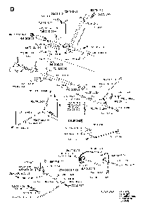 Controls Diagram and Parts List for RIDERPRO18AWD (965095001)(2007-03) Husqvarna Lawn Tractor
