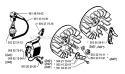 Part Location Diagram of 504217303 Husqvarna Spring