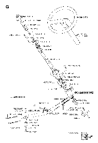 Steering Diagram and Parts List for RIDERPRO18AWD (965095001)(2007-03) Husqvarna Lawn Tractor