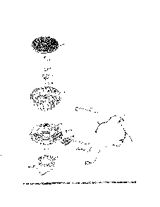 Ignition/charging Diagram and Parts List for KT725-3040  Kohler Engine