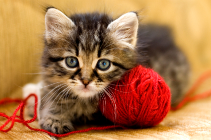 A Kitten With Yarn