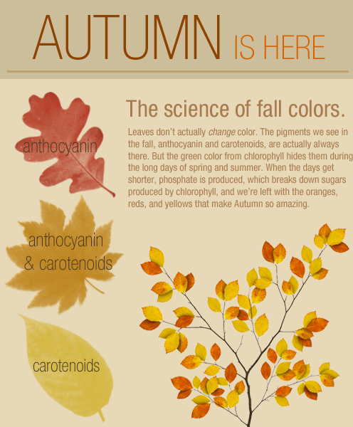 Autumn is Here! An infographic!