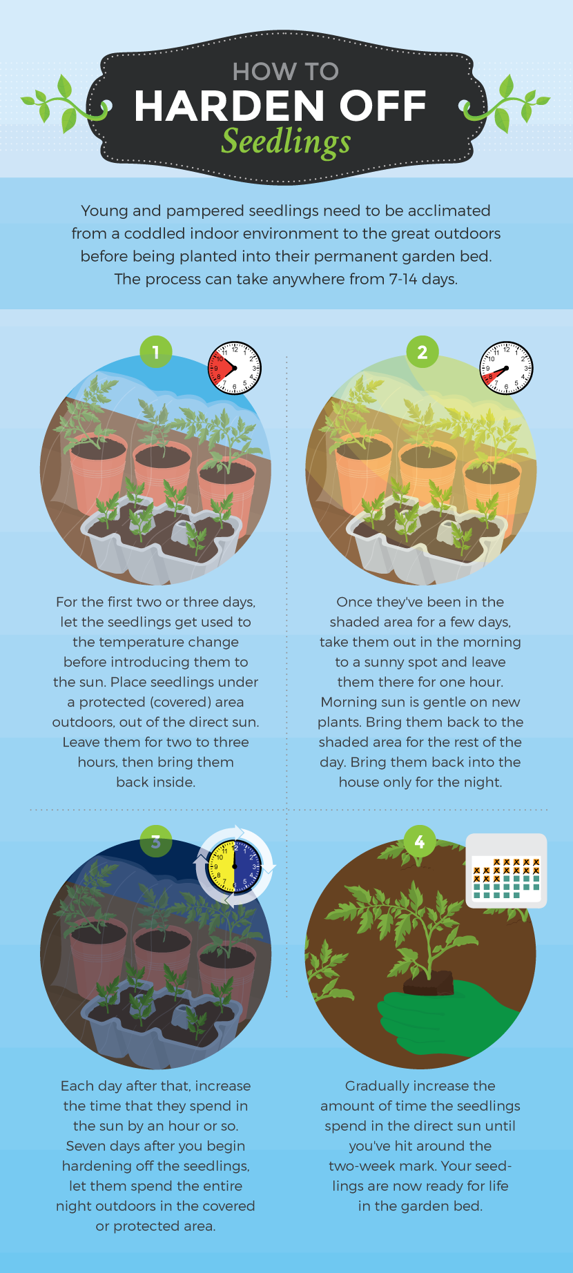 Harden Off Seedlings - Starting Seeds in Winter for a Spring Garden