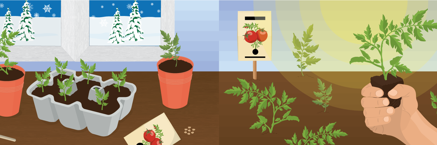 Starting Seeds in Winter for a Spring Garden