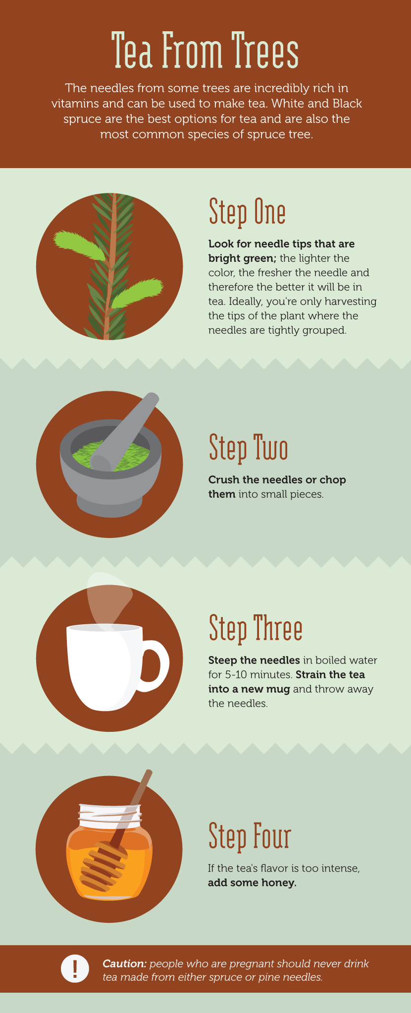 Tea From Trees - Learning to Read the Forest