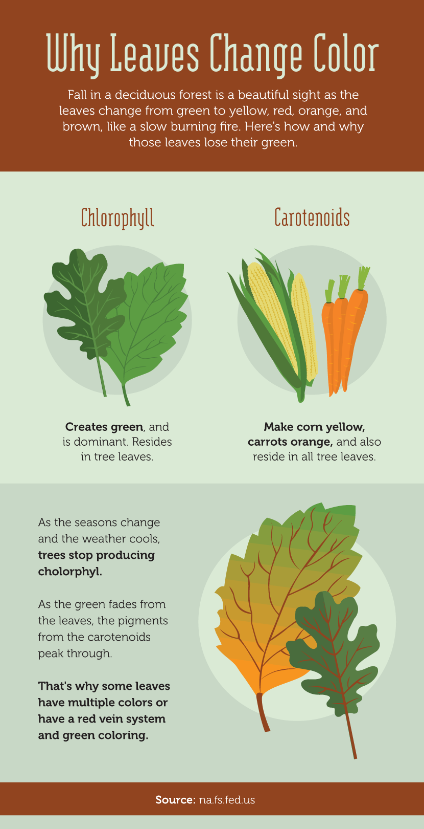 Why Leaves Change Colors - Learning to Read the Forest
