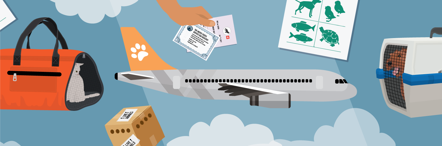 Guide to Flying With Your Pet