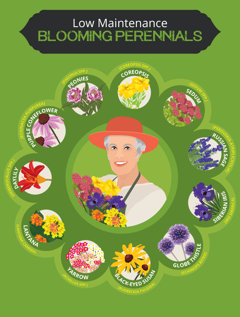 Blooming Perennials - Tips For Mature Gardeners