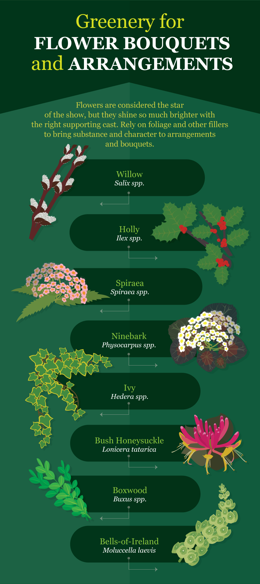 Greenery For Flower Arrangements - A Guide to Growing Your Own Cutting Flowers