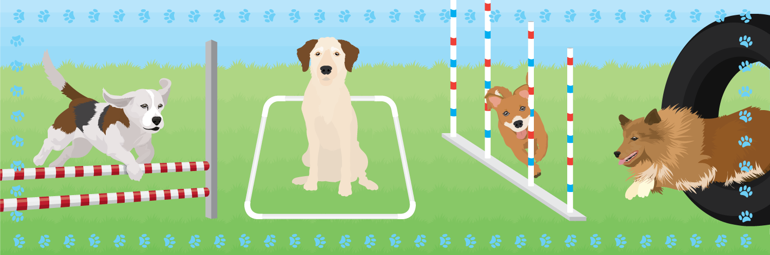 Dog Agility Training