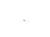 10134339-3-S-Milwaukee-49-96-6205-Blade Wrench