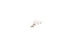 10171055-2-S-DeWALT-389025-00SV-Brush Pair Kit
