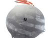 11754194-2-S-Whirlpool-WPW10396779-Hotplate
