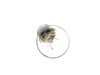 12751166-3-S-Frigidaire-316538904-Light Bulb