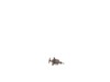 16688372-1-S-DeWALT-N595065-Armature Assembly