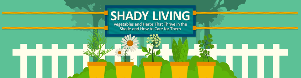Vegetables and Herbs That Thrive in the Shade