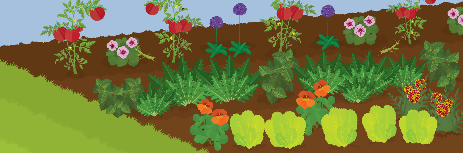A Guide to Organic Pest-Free Gardening